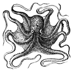 Immagine:fig-oktopus.png