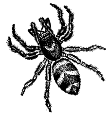 File:Fig-ragno saltatore.png