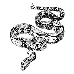 Immagine:fig-boaconstrictor.png