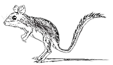 File:Fig-ratto saltatore.png