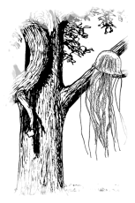 File:Fig-ragno vegetale.png