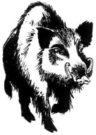 File:Cinghiale.png
