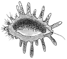 File:AmebaGigante.png
