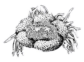 File:Fig-carnivorabronzonero.gif