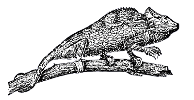 File:Fig-camaleontearboricolo.gif