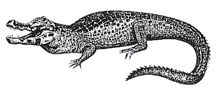 File:Fig-caimanogigante.gif