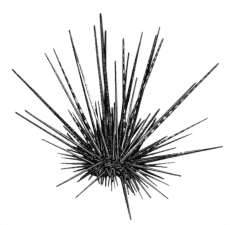 File:Fig-riccio frecciaiolo.png