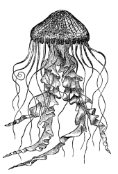 Immagine:fig-medusadifuoco.png