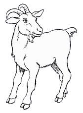 File:Fig-capradellasteppa.gif