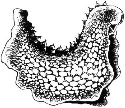 File:Berlomorfio.png