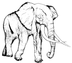 Immagine:fig-elefante.png